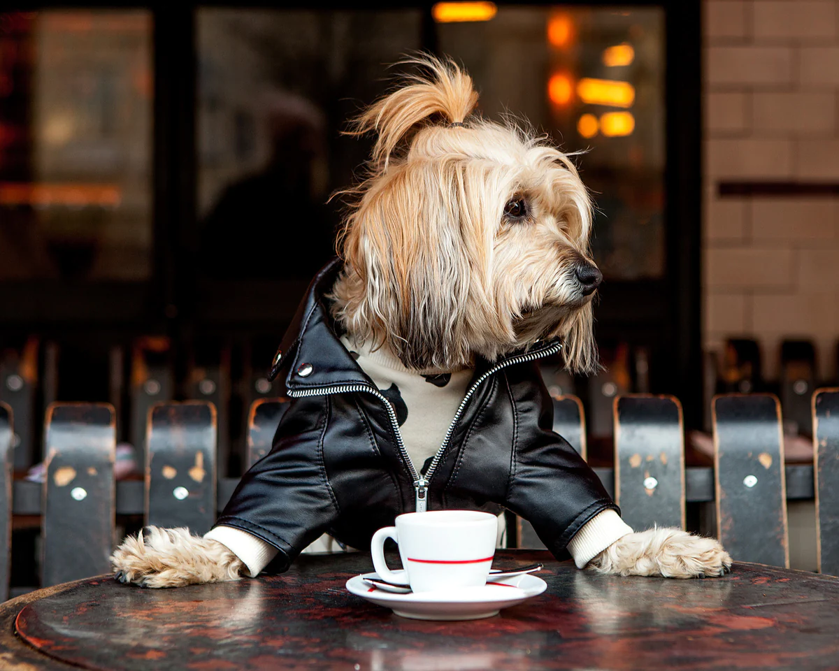 Dine with your Dog : 10 Dog-Friendly Restaurants in New York City